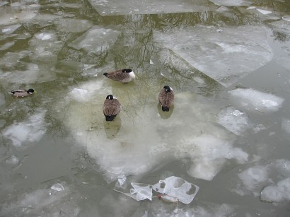 Beszakadt a jég a kacsák alatt!