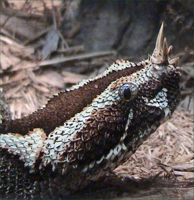 Bitis nasicornis – orrszarvú puffogóvipera