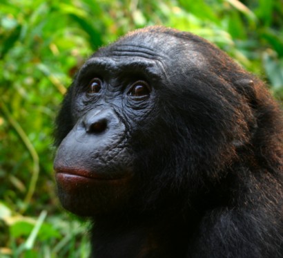 Bonobó (Pan paniscus)