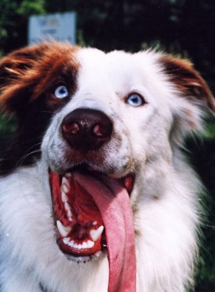 Border collie