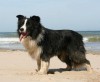 Border collie a tengerparton