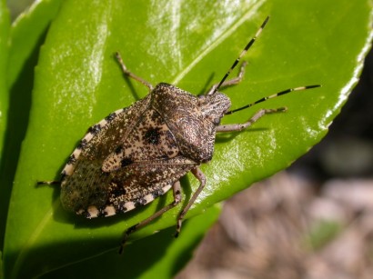 Büdösmarci (Raphigaster nebulosa)