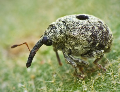 Bugár – bogár – bagár