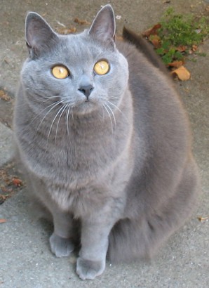 Chartreux macska