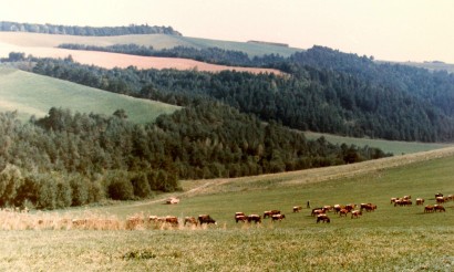 (Cseh)szlovák tehenek