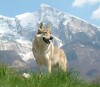 Csehszlovák farkaskutya: a farkas és a német juhász kereszteződése