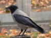 Dolmányos varjú (Corvus cornix)
