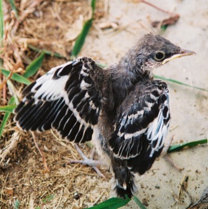 Ez egy fiatal mockingbird