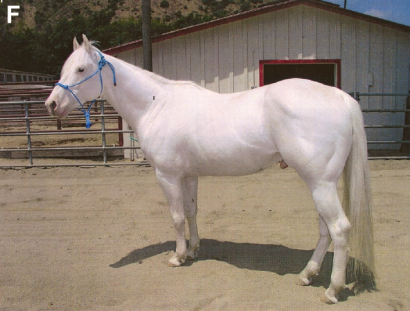 Fehér ló