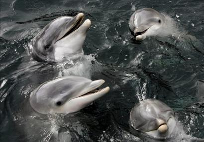 Femke, a gyógyult delfin ismét csatlakozik társaihoz a harderwijki delfináriumban. A nőstény két hónapig egy hasnyálmirigy-fertőzést hevert ki a gyógymedencében