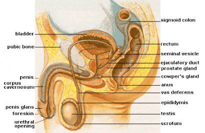 Férfi szaporodószervek
