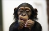 Fiatal csimpánz