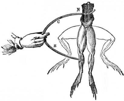 Galvani békacombja, 19. századi illusztráció