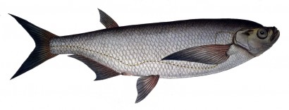 Garda (Pelecus cultratus)