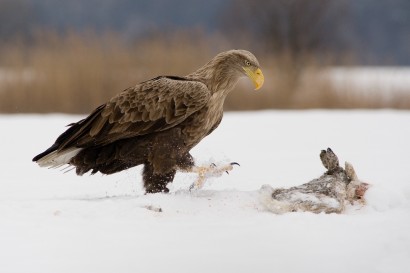 Haliaeetus albicilla