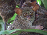 Животное долгопят. Долгопят Tarsier. Филиппинский долгопят (Tarsius syrichta). Восточный долгопят. Tarsius pumilus (карликовый долгопят);.