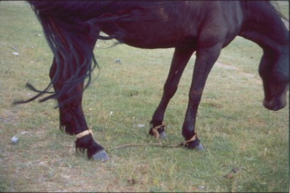 Három szíjból álló mongol béklyóval megbéklyózott ló