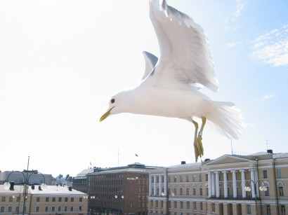 Helsinki sirály!