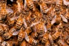 Hemzsegő méhek a méhektől hemzsegő kaptáron