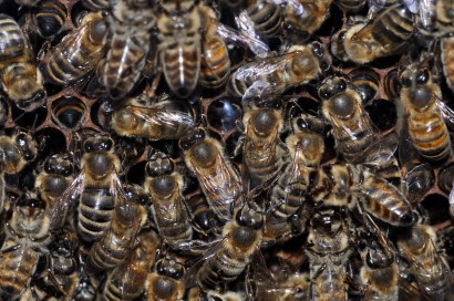 Hemzsegő méhek