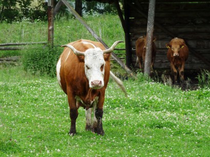 Hereford húsmarha