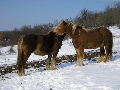 Hidegvérű