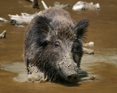 http://commons.wikimedia.org/wiki/File:Wild_Boar_Habbitat_2crp2.jpg