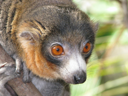 Igazi tinédzser lemur...