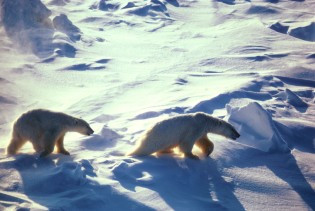В какой среде обитает белый медведь. Ареал белого медведя Арктика. Полярные медведи ареал. Популяция белых медведей. Чукотское море белые медведи.