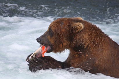 Ilyenkor a medve is halat eszik hús helyett