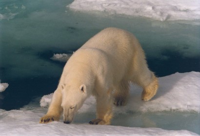 Jegesmedvék az olvadó jégtáblákon... Vigyázz magadra, NatGeo!