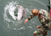 Katonai delfin képzése
