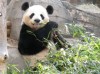 Kölcsönpanda visszajár