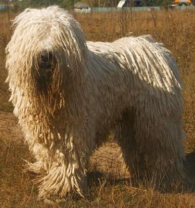 Komondor, a kunok által behozott „ősi magyar” kutyafajta