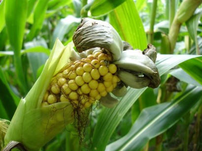 Kukoricaüszög