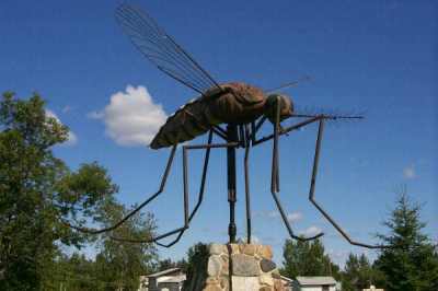 Manitoba nemzeti „madarának”, az amúgy is hatalmas méretű szúnyognak szobra Komarnóban