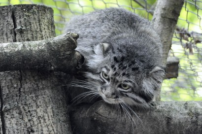 Manul érkezett Szegedre