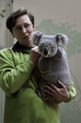 Már láthatók a koalák a Fővárosi Állatkertben!