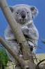 Március 6-tól láthatók a koalák a Fővárosi Állatkertben