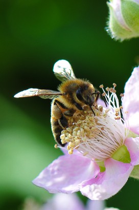 Méh akcióban
