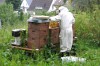 Méhész akcióban