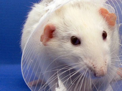 Miről álmodnak a laboratóriumi patkányok?