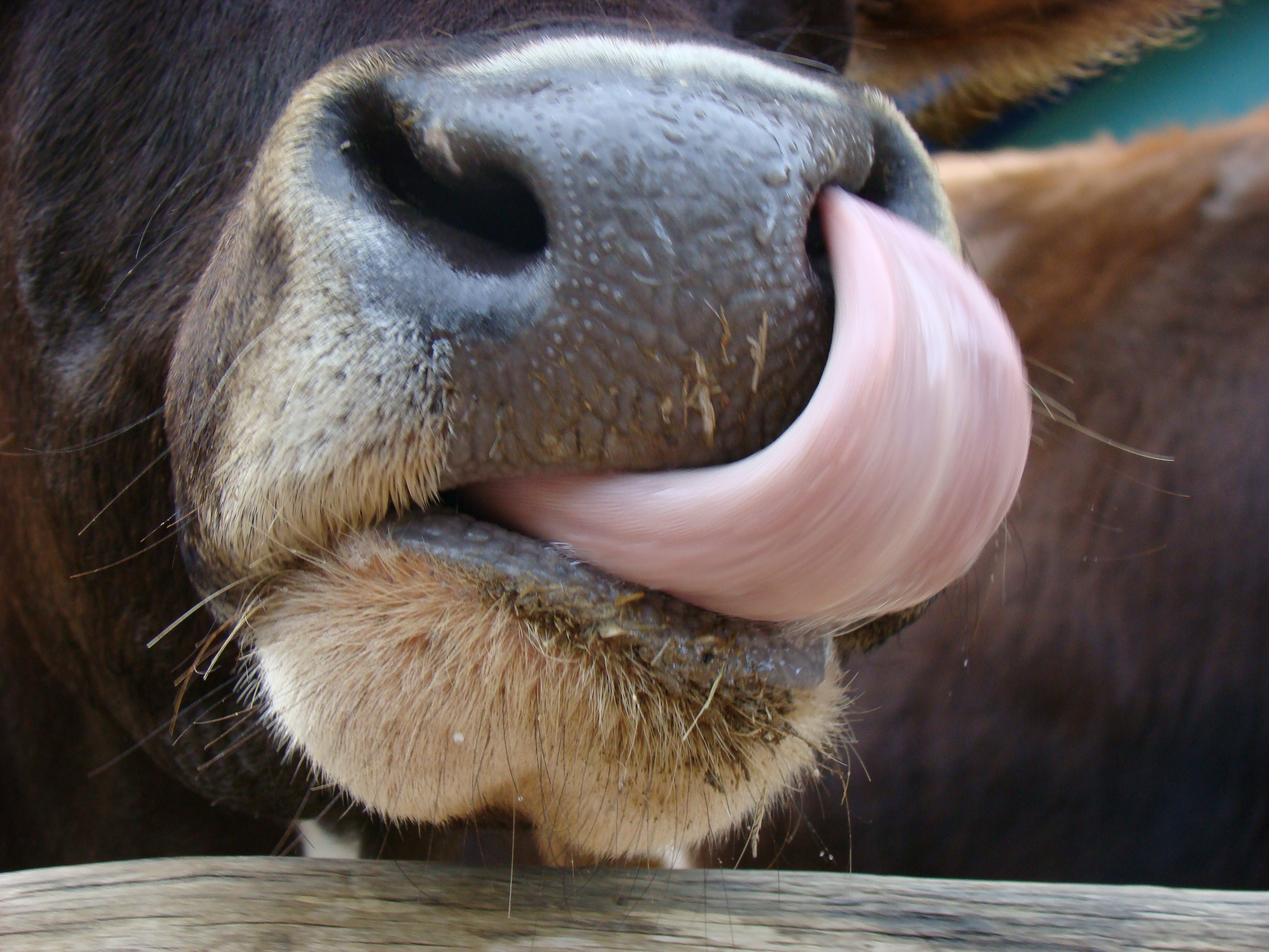 Как языком слизала. Язык коровы. Корова с высунутым языком. Коровае с высунутым языком. Корова облизывает нос.