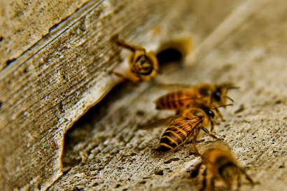 Mobiltelefonok irtják a méheket?