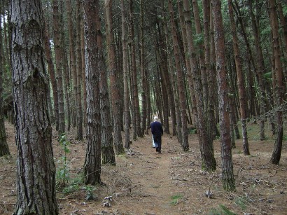 Monokultúrás erdő Japánban