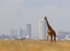 Nairobi és zsiráf: ezen a tájon is beszélik a szuahélit