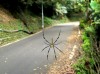 Nephila pilipes