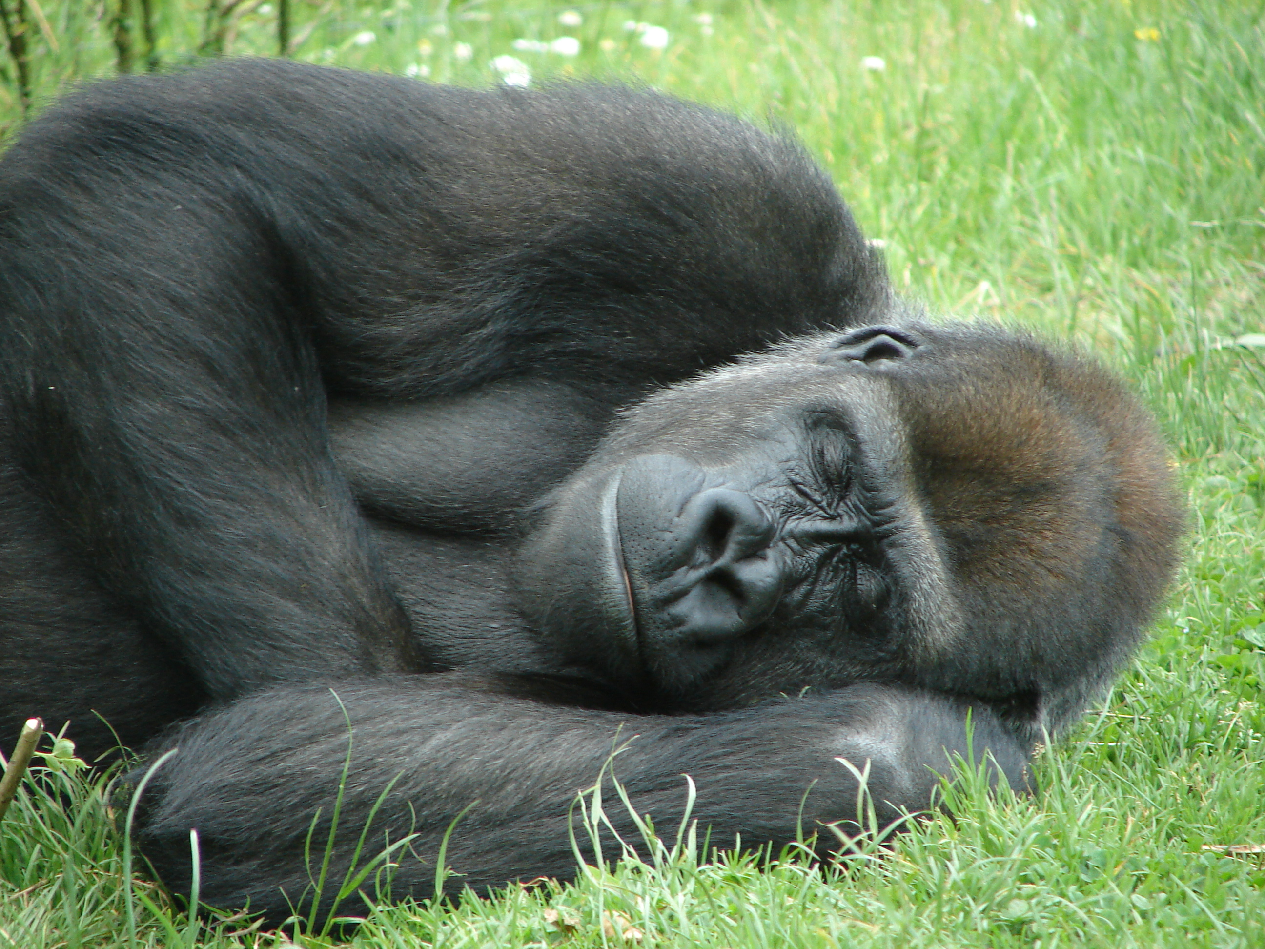 К чему снится горилла