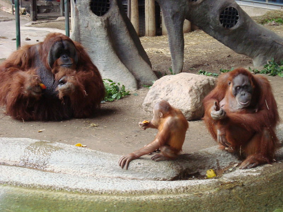Az orangutánok gesztusnyelve
