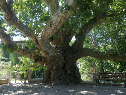 Öreg platán Pirgiben (Katrinicában), a görög–macedón határ görög oldalán